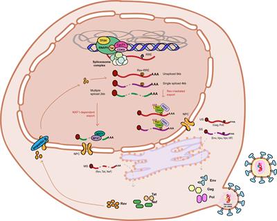 HibeRNAtion: <mark class="highlighted">HIV-1 RNA</mark> Metabolism and Viral Latency
